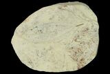 Miocene Fossil Leaf (Cinnamomum) - Augsburg, Germany #139266-1